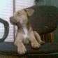 mi cachorra